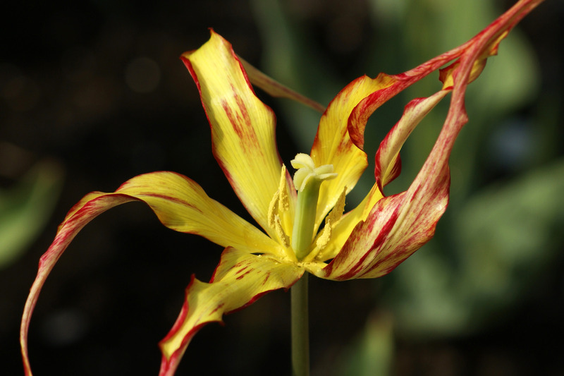 Tulp
