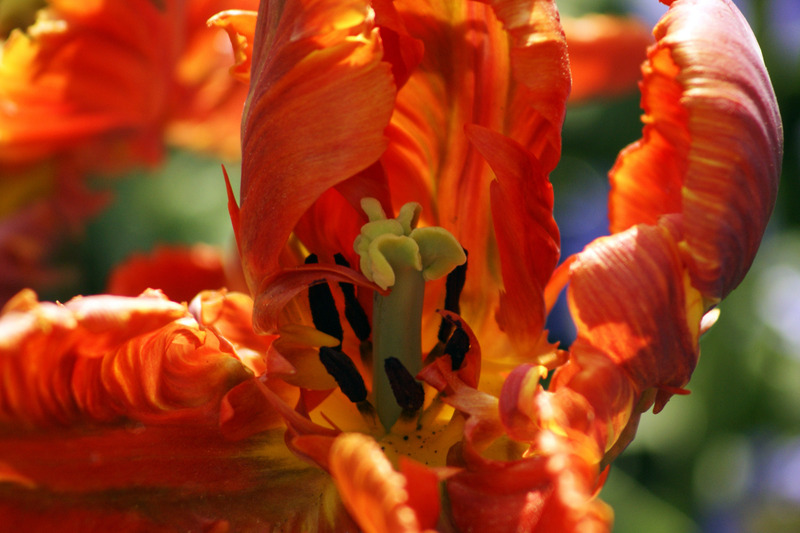 Tulp
