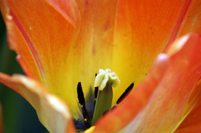 Tulp