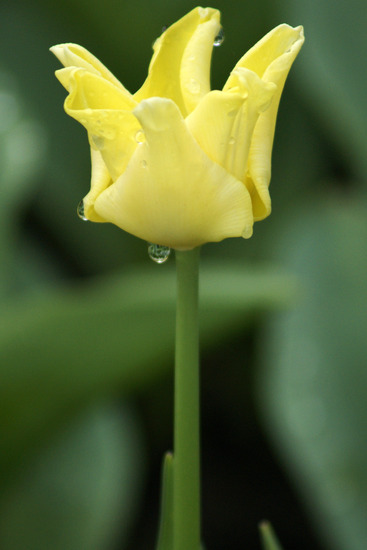 Tulp