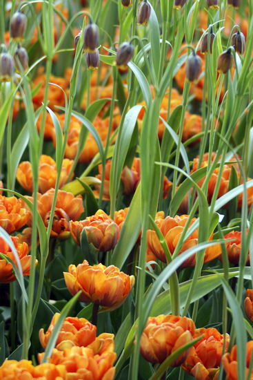 Tulpen