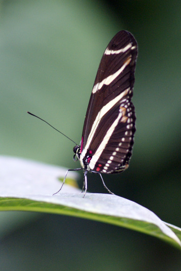 Zebravlinder