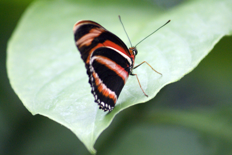 Passiebloemvlinder