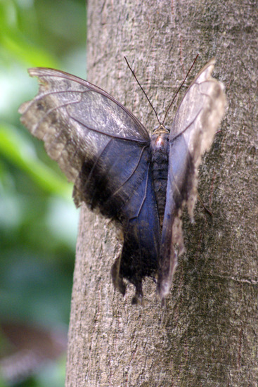 Morpho vlinder