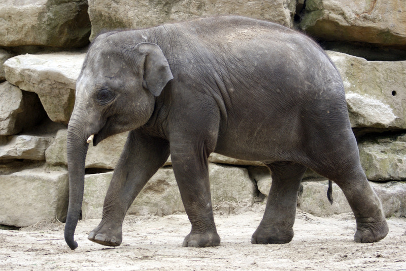 Olifant