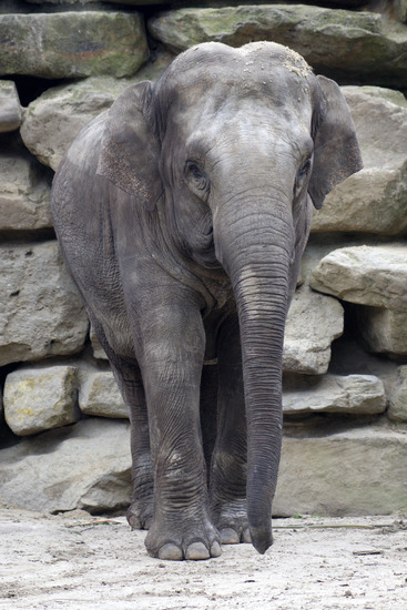 Olifant