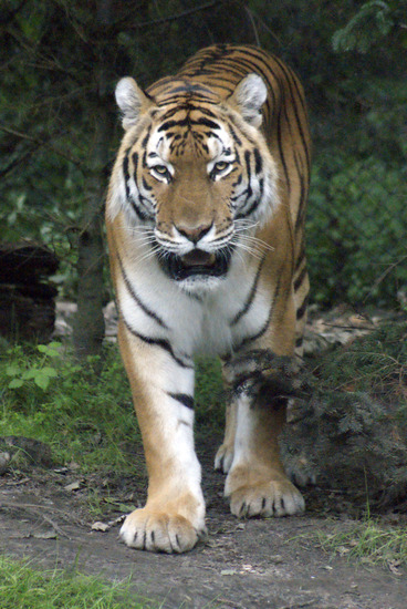 Tijger
