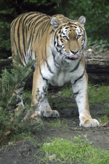 Tijger
