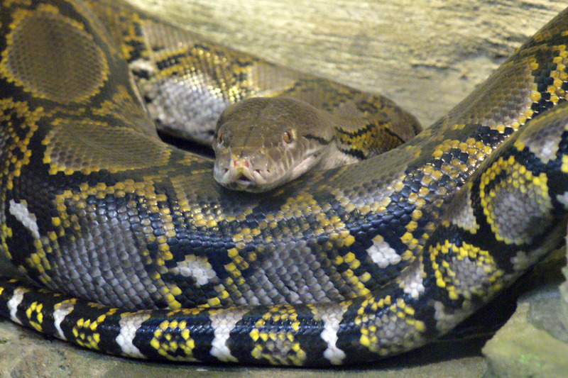 Python