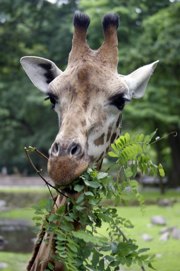 Giraffe