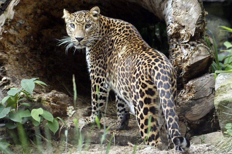 Panter