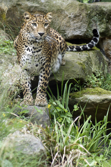 Panter
