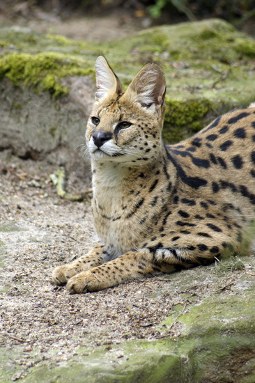 Serval