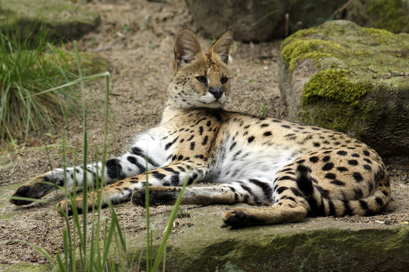 Serval