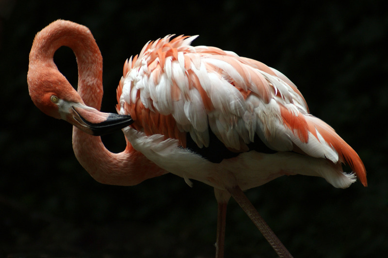 Flamingo