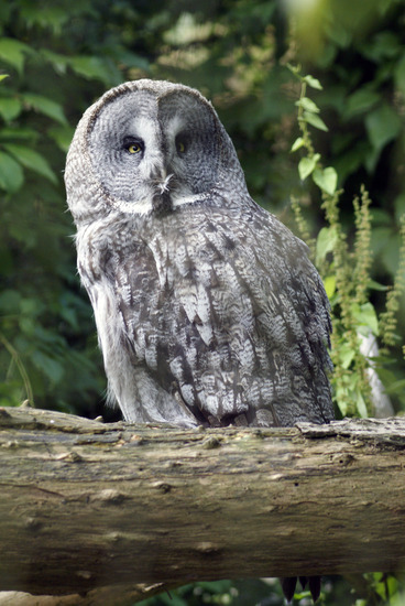 Laplanduil