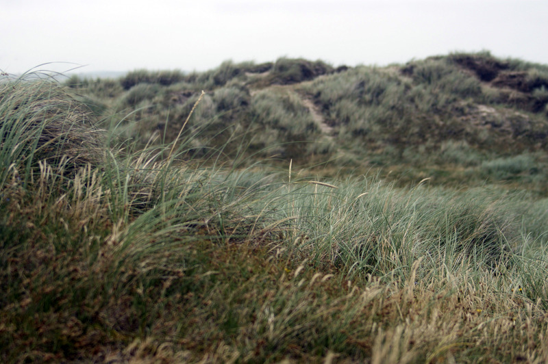 Duinen