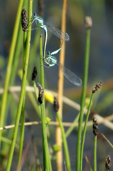 Libelles