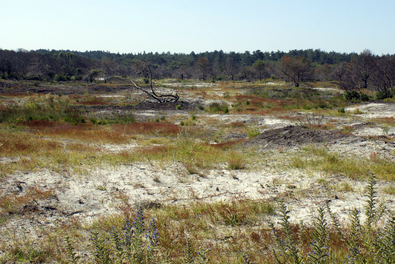 Duinen