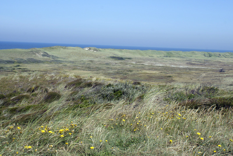 Duinen