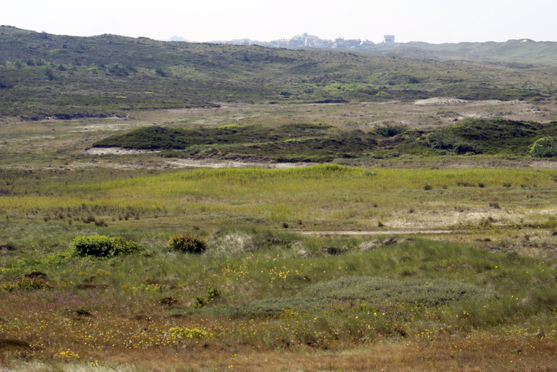 Duinen