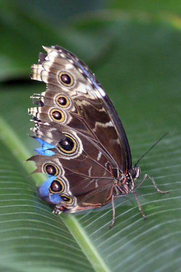 Morpho vlinder