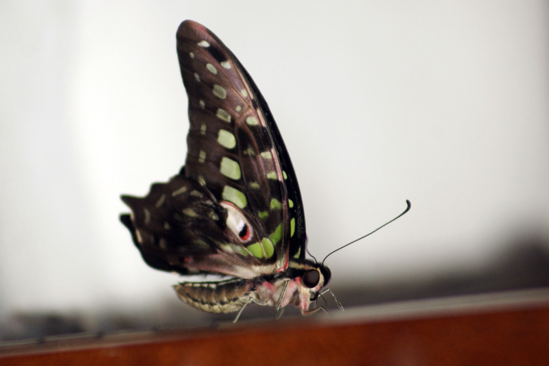 Vlinder