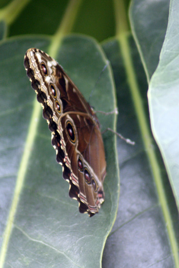Morpho vlinder