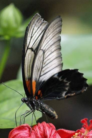 Vlinder