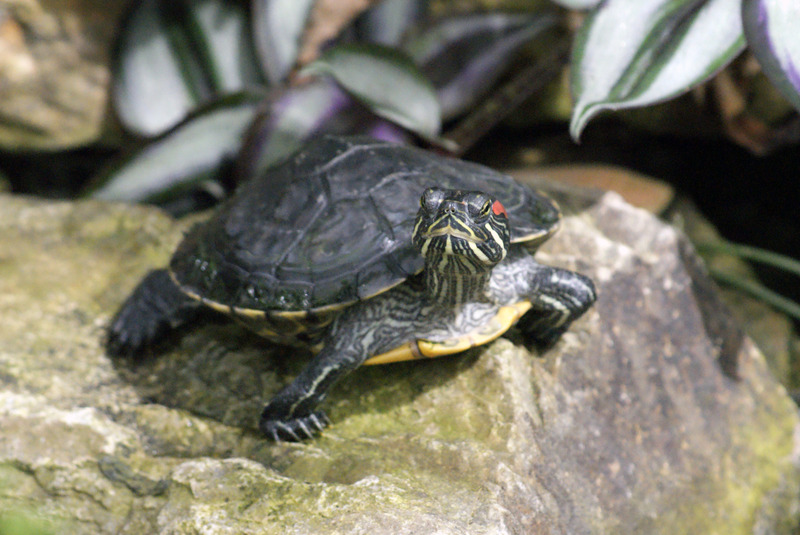 Waterschildpad