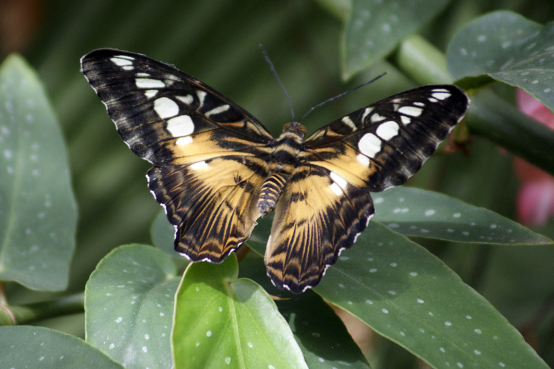 Vlinder