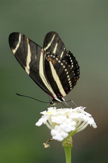 Zebravlinder