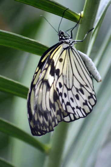Zebravlinder