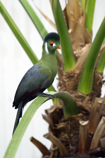 Toerako