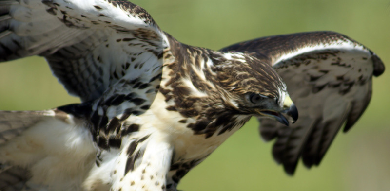 Buizerd