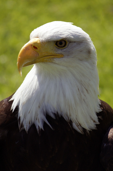 Zeearend