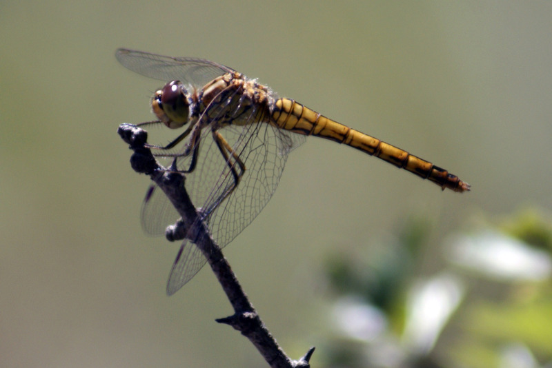 Libelle