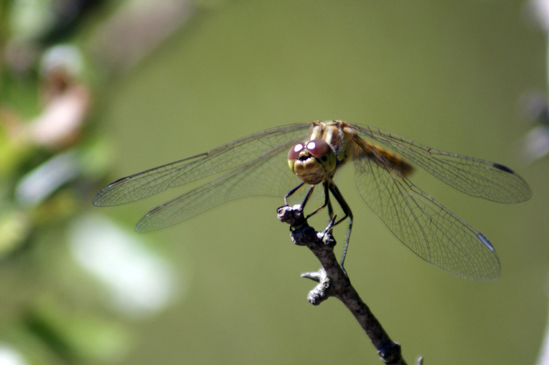 Libelle