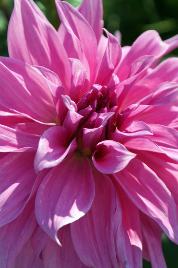 Dahlia