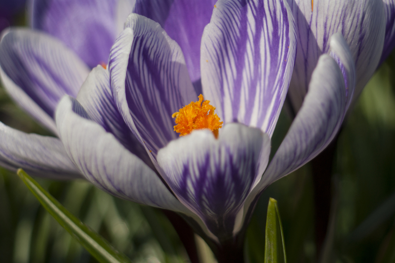 Krokus