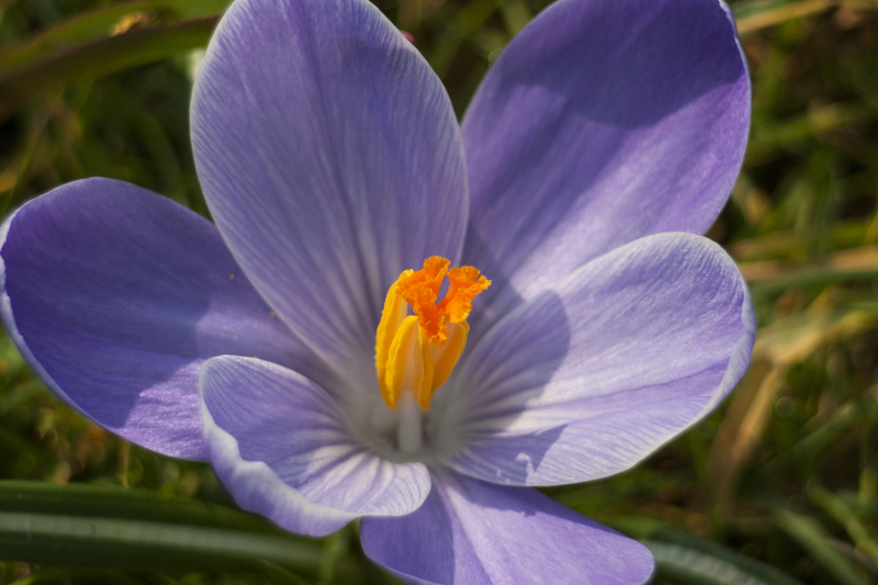Krokus