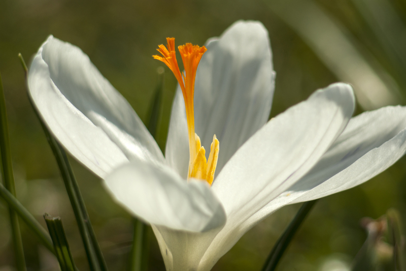 Krokus
