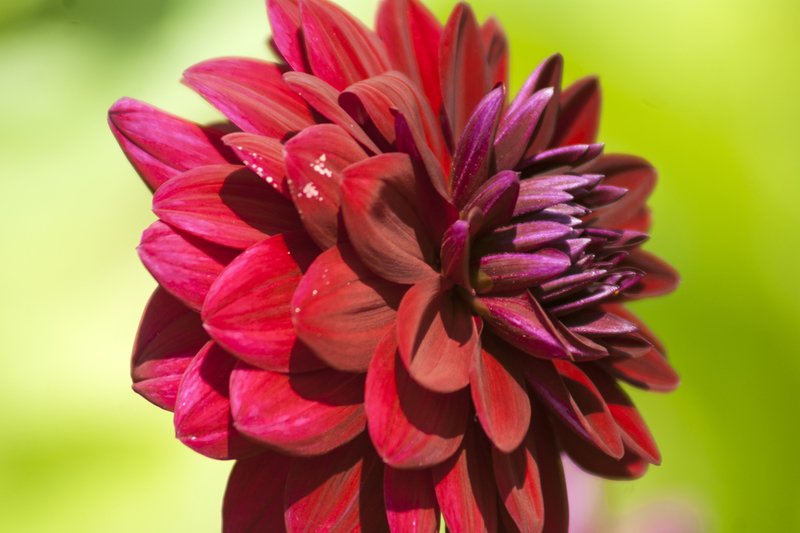 Dahlia