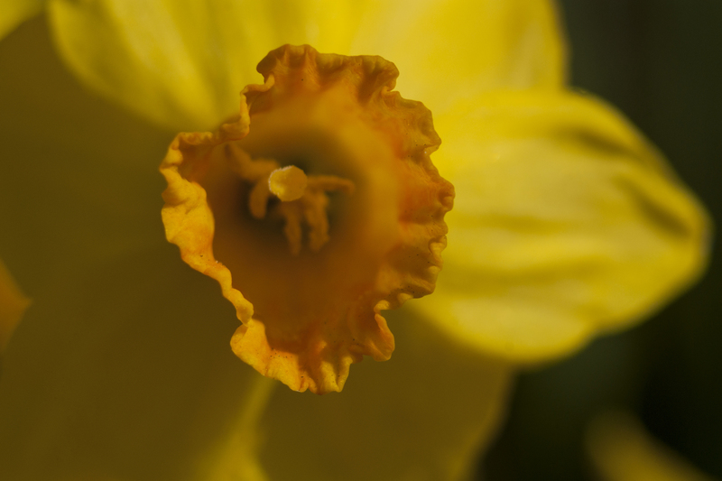 Narcis