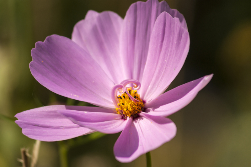Roze cosmea