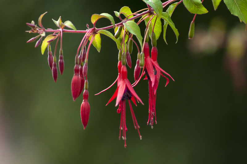 Fuchsia