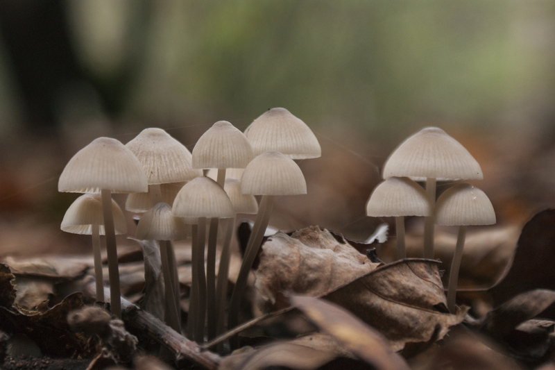 Paddestoelen