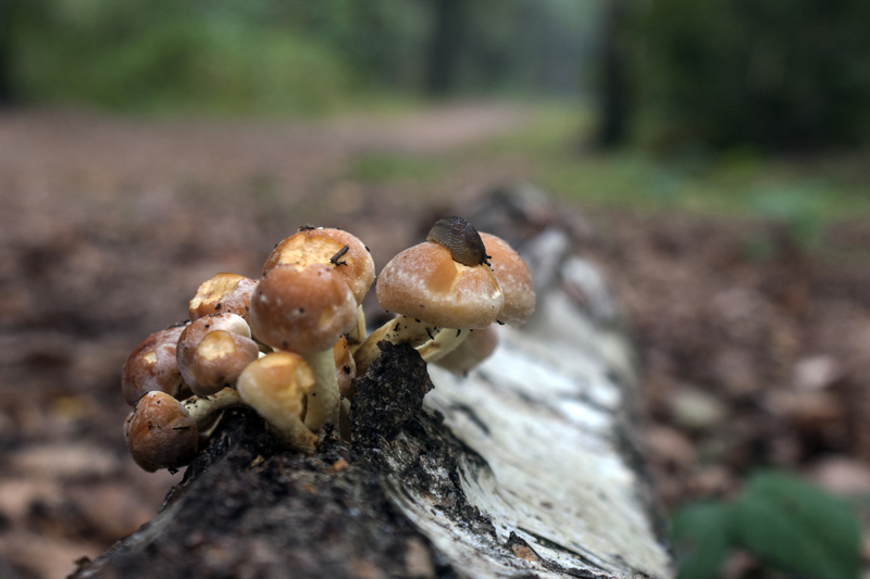 Paddestoelen