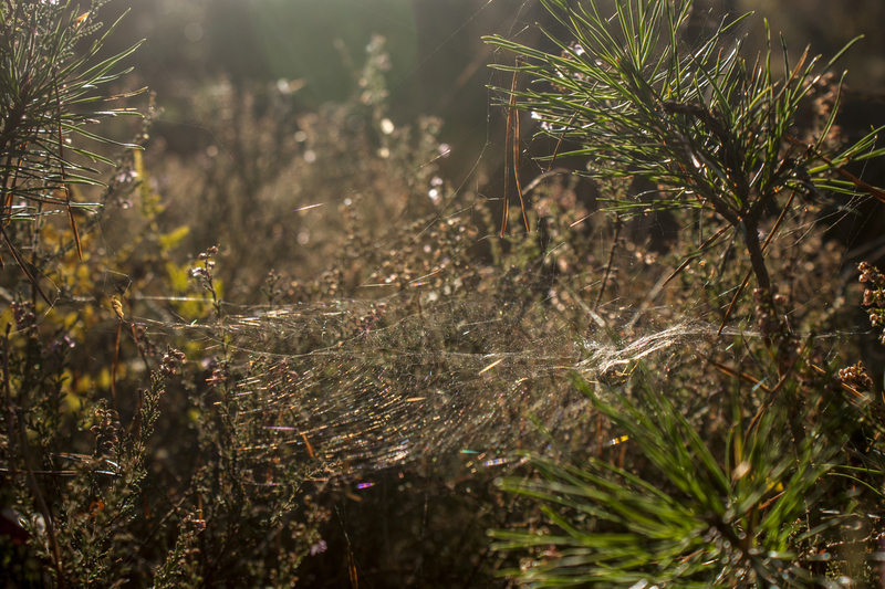 Spinneweb