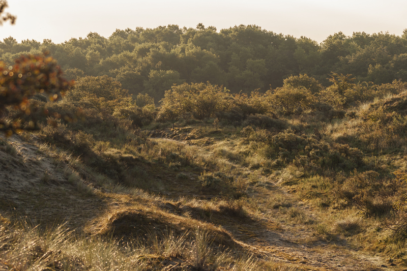 Duinen